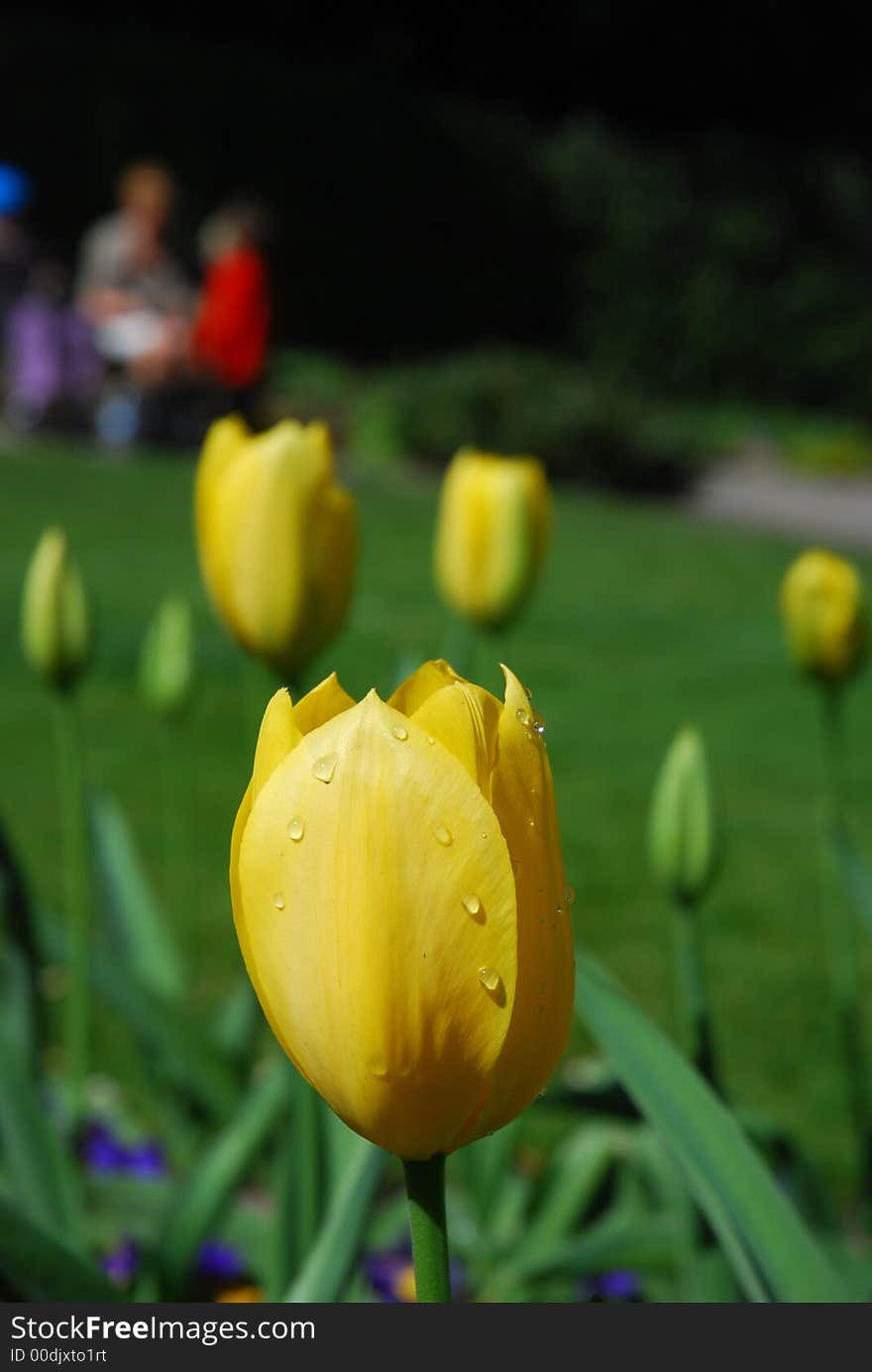 Dew drops on yellow tulips. Dew drops on yellow tulips.