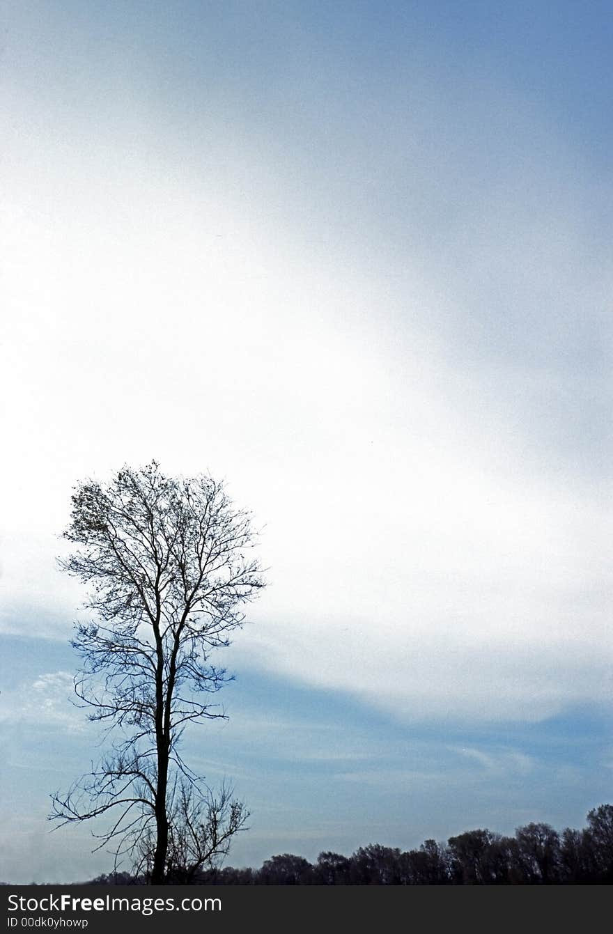 Single tree worth at edge of wood. Single tree worth at edge of wood