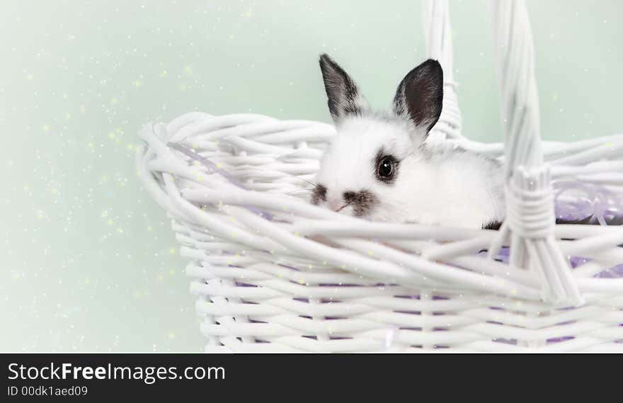 Adorable baby bunny rabbit with easter props. Adorable baby bunny rabbit with easter props