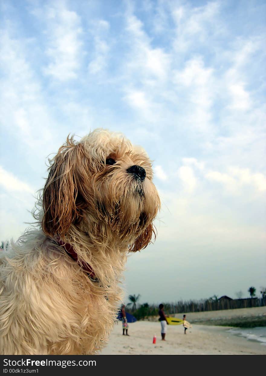 Cute dog at beach with sky