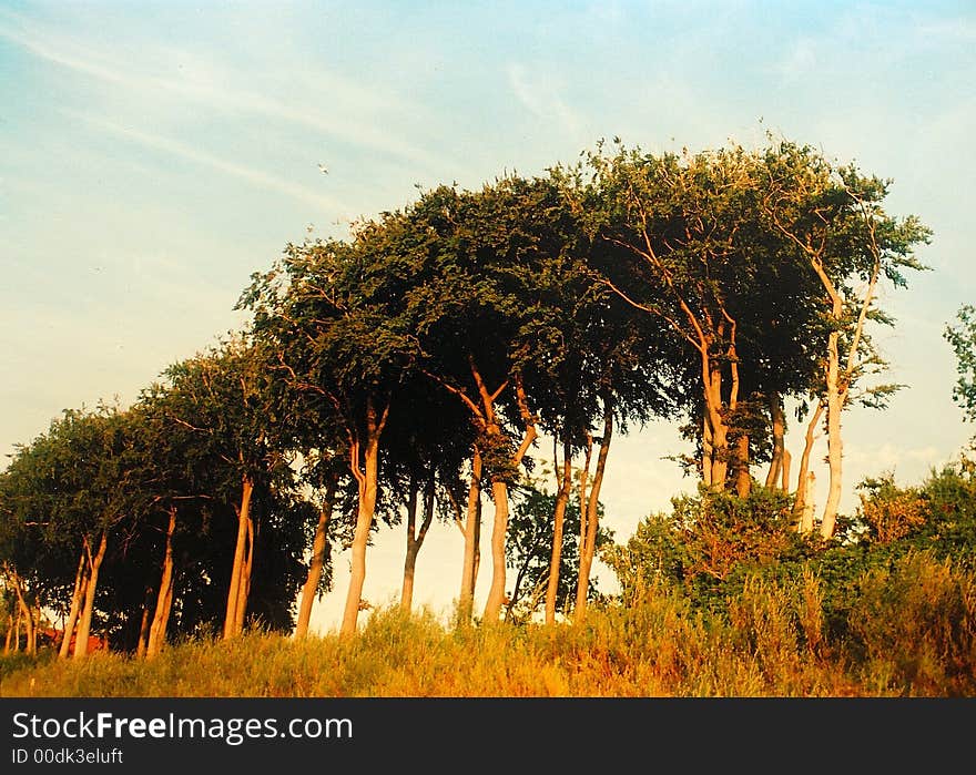 Trees on the sunset