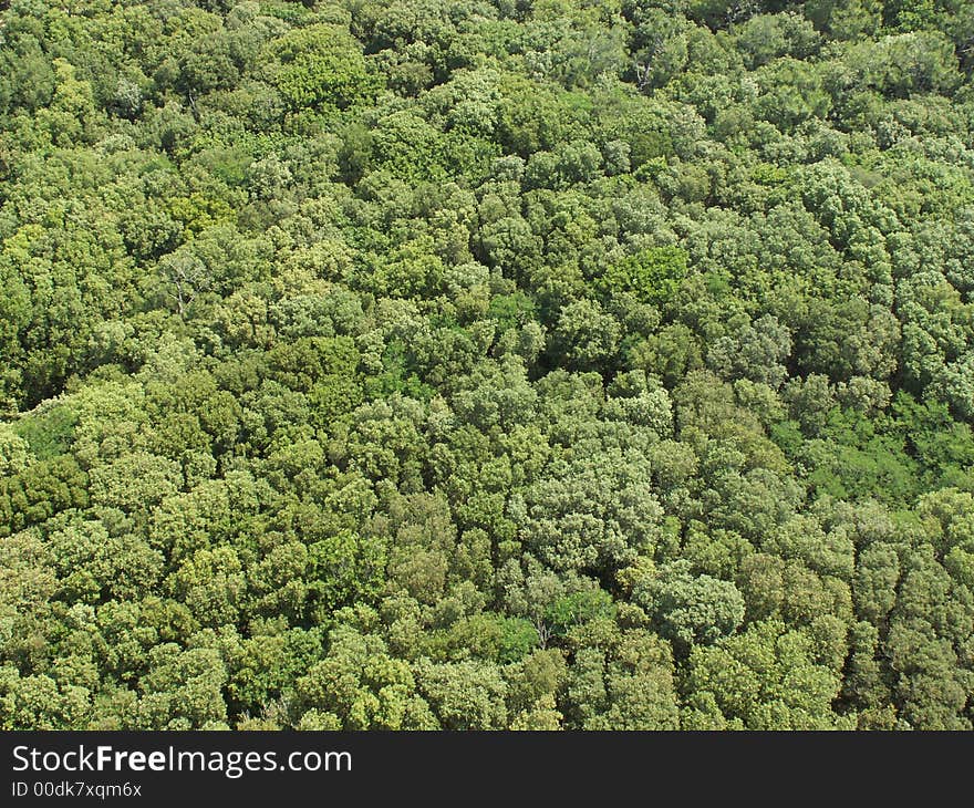 Forests, view from the lighthouse 'de la coubre', france