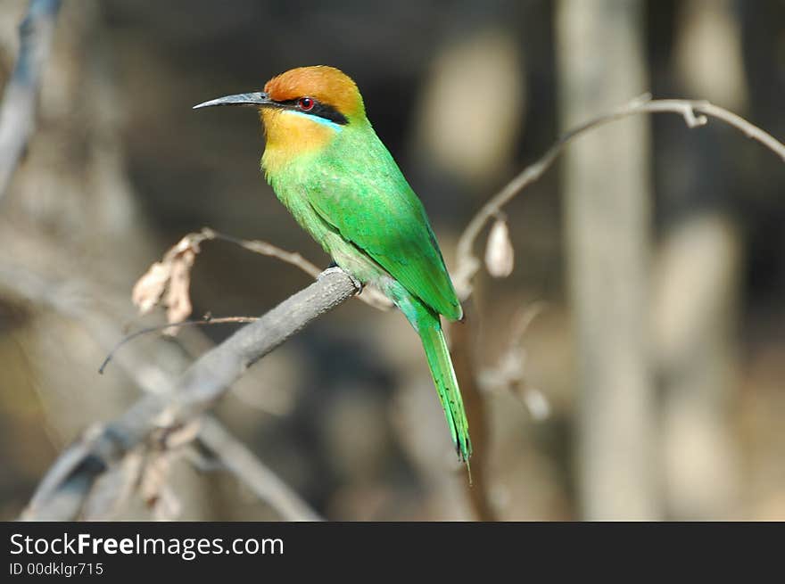 Bohm s Bee-eater