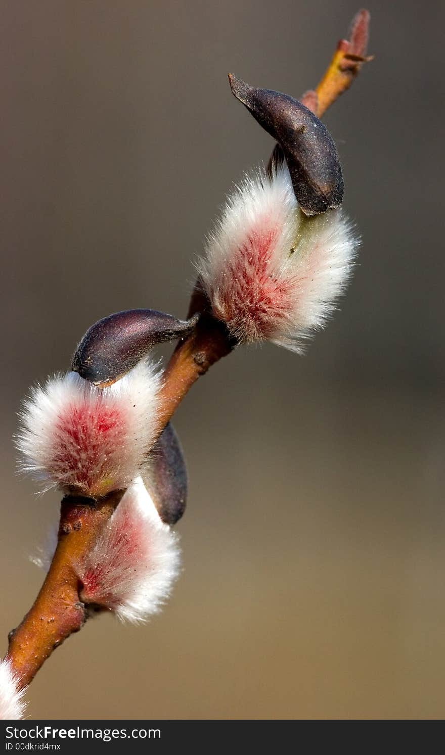 The blossoming branch in the spring. The blossoming branch in the spring