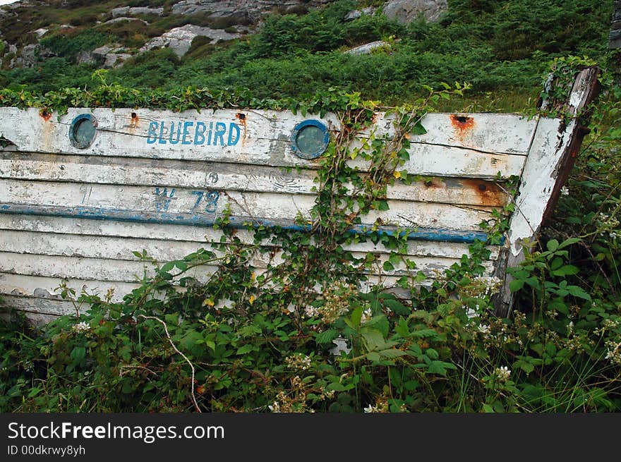 Old irish boat overgrown and covered by green plants (blackberry, bramble, ivy). Old irish boat overgrown and covered by green plants (blackberry, bramble, ivy).