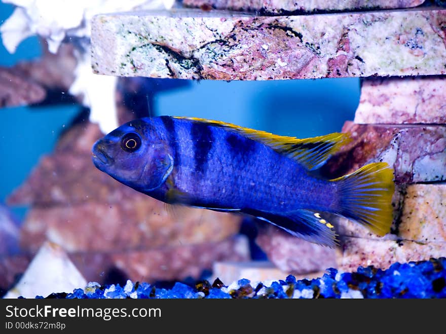 Bright blue fish with gold fins in the aquarium. Bright blue fish with gold fins in the aquarium