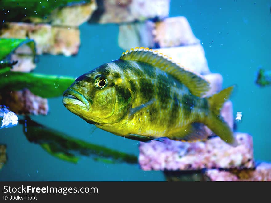 Camouflage colorated predator fish in the aquatium. Camouflage colorated predator fish in the aquatium