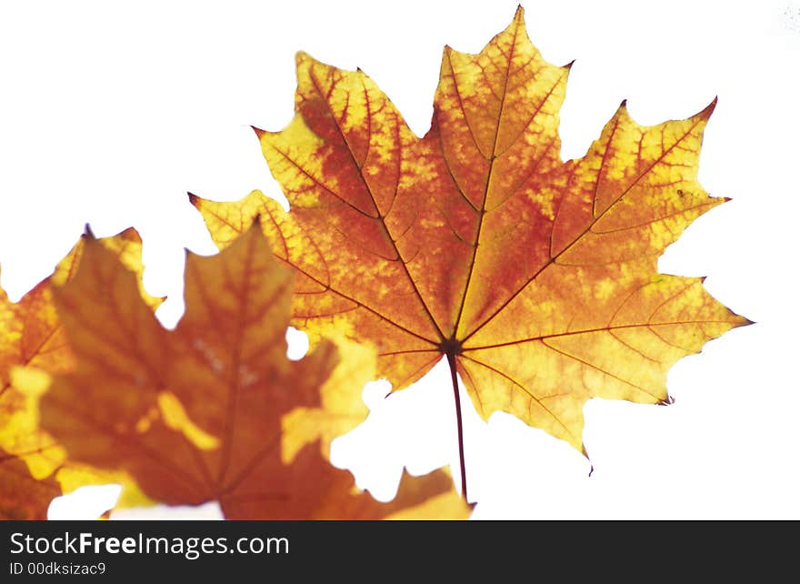 Autumn foliage of  maple covered by  sunlight. Autumn foliage of  maple covered by  sunlight