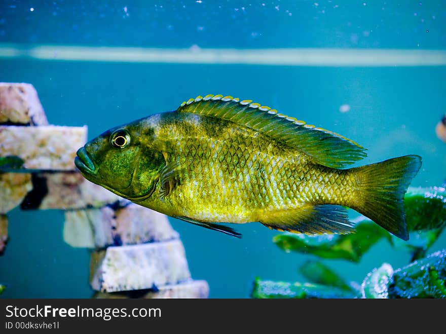 Camouflage colorated predator fish in the aquarium