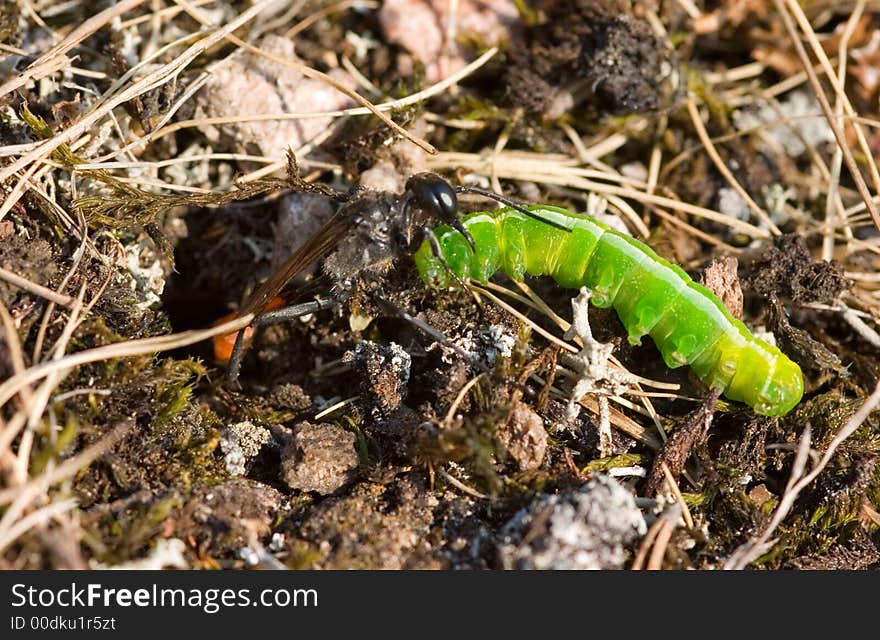 Ichneumonidae at the hole with prey. Ichneumonidae at the hole with prey