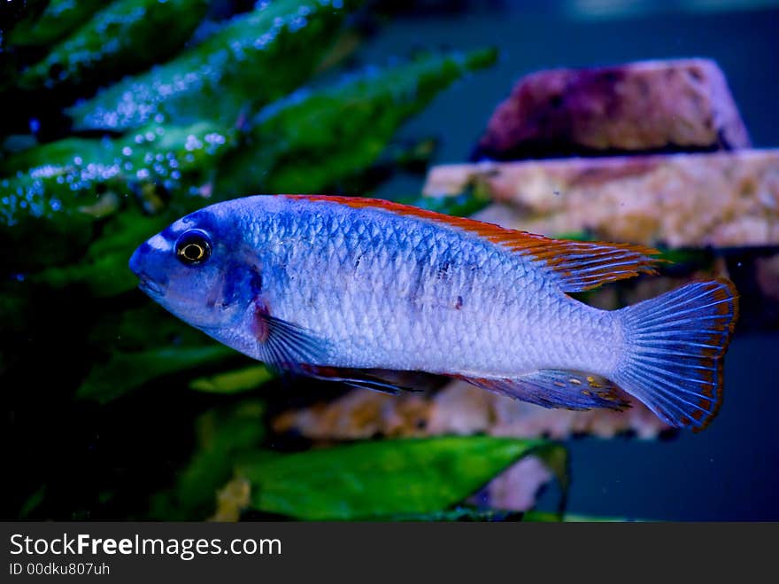 Bright blue fish with red fins in the aquarium. Bright blue fish with red fins in the aquarium