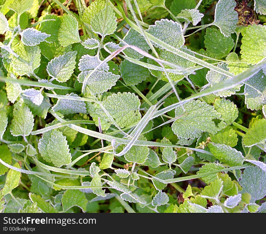 First frost on green leaves of wild strawberry. First frost on green leaves of wild strawberry