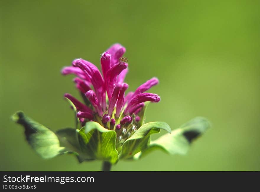 Decorative sage on a personal plot