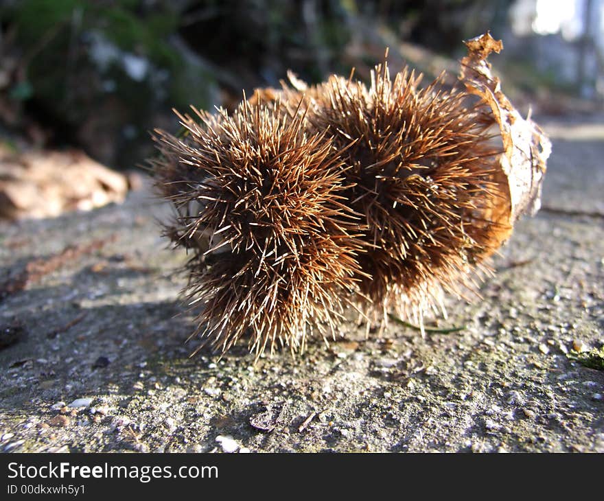 Two chestnut with husk in  forest. Two chestnut with husk in  forest