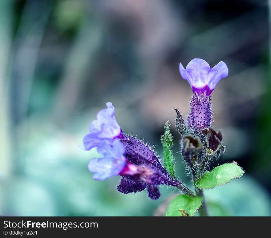 Violet Blossoms