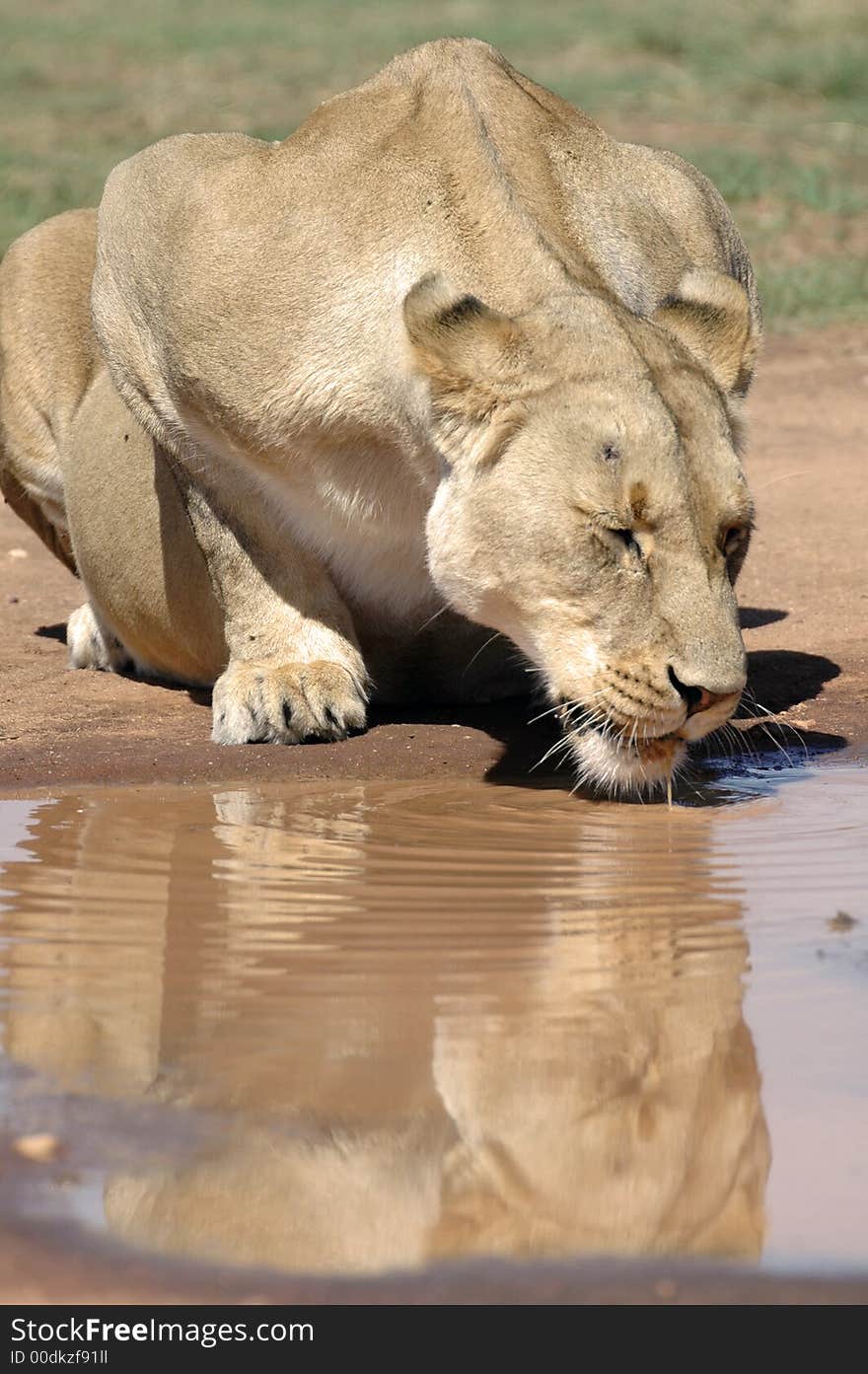 The magnificent African Lioness, the queen of beasts.