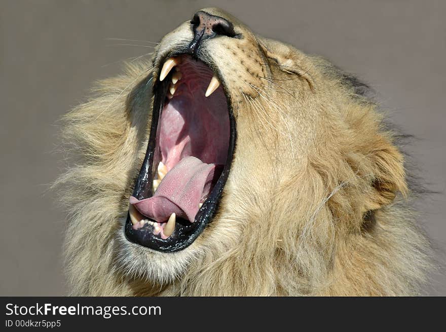 The magnificent African Lion's yawn. Photographed in South Africa. The magnificent African Lion's yawn. Photographed in South Africa.