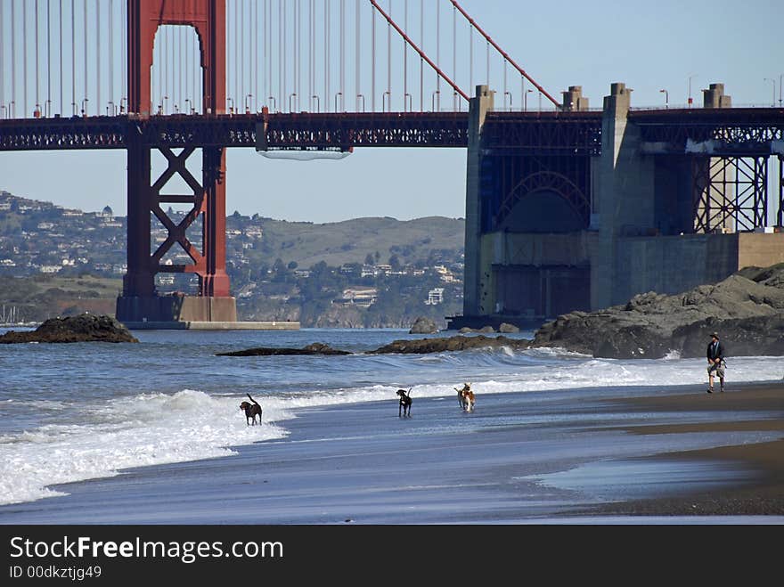 Dogs on Baker Beach in San Francisco, CA. Dogs on Baker Beach in San Francisco, CA