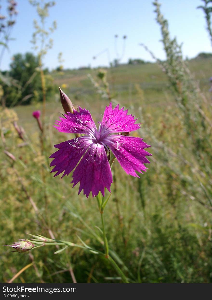 Field carnation with a large crimson flower on a background of a green grass and the blue sky in a bright sunny day. The latin name of a kind of a plant � Dianthus fischeri.