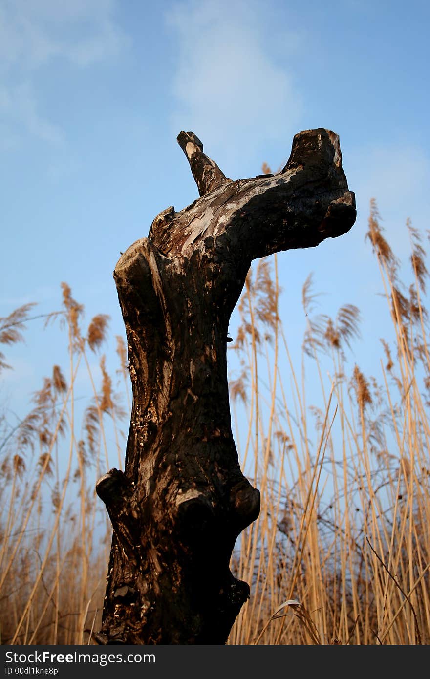 Reedy and trunk in autumn with blue sky