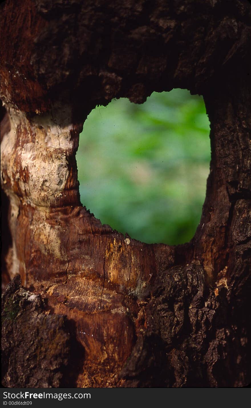 Hole in old oak trunk