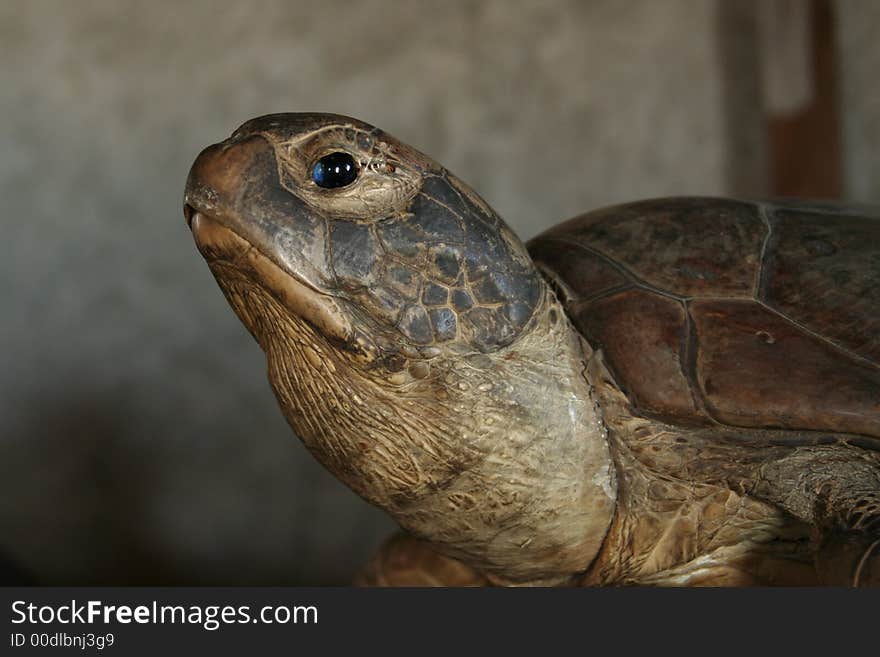 A close up of a stuffed turtle. A close up of a stuffed turtle