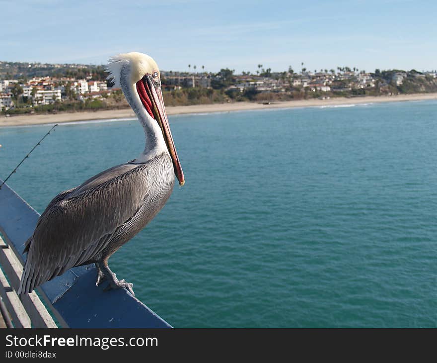 Pelican View of the Beach