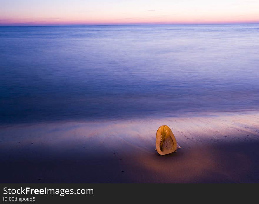 Seashell on the beach