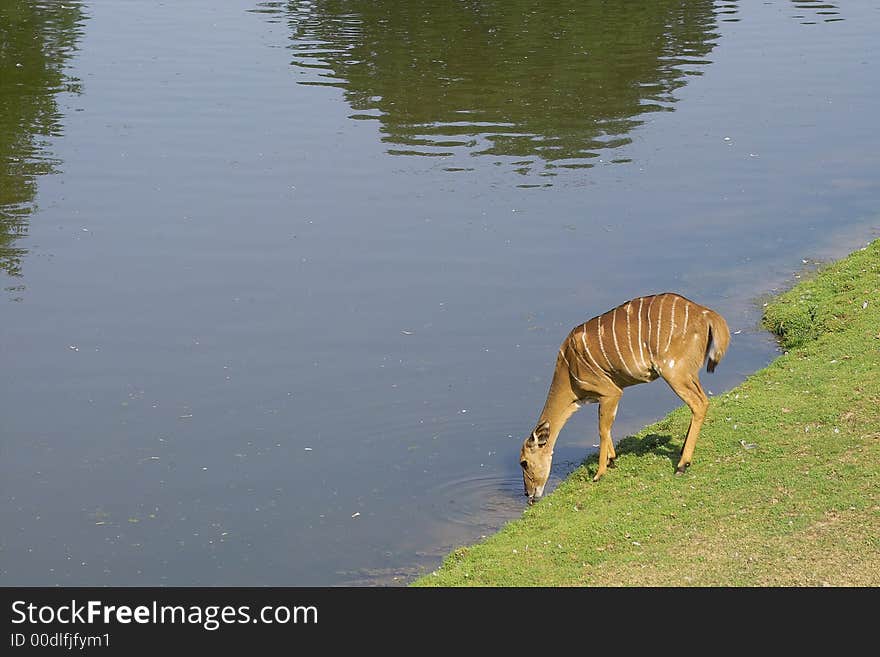 Drinking antelope on the shore of a lake. Drinking antelope on the shore of a lake