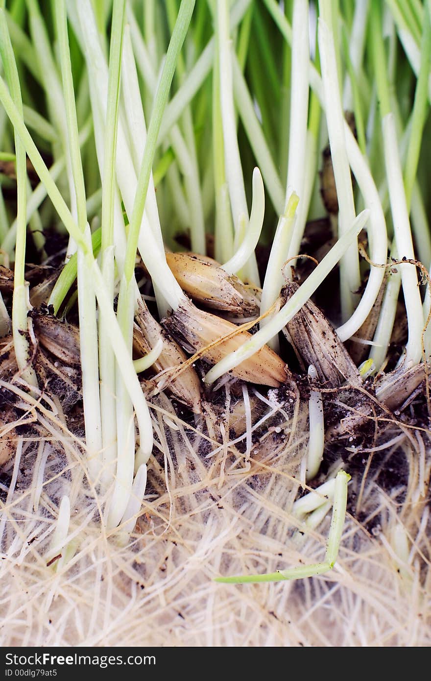 Grain of oat outgrow in a green grass. Macro. Grain of oat outgrow in a green grass. Macro.