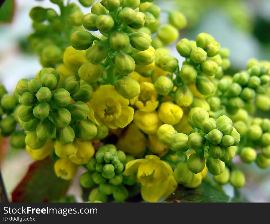 A yellow flower iwith a lot of buds