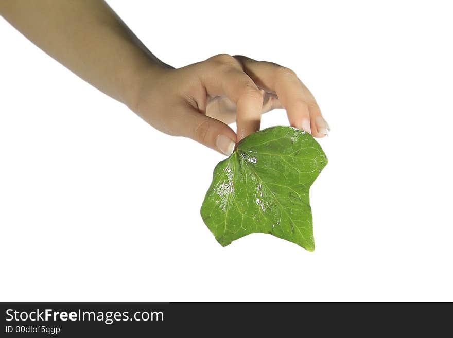 Green leaf with a white background.