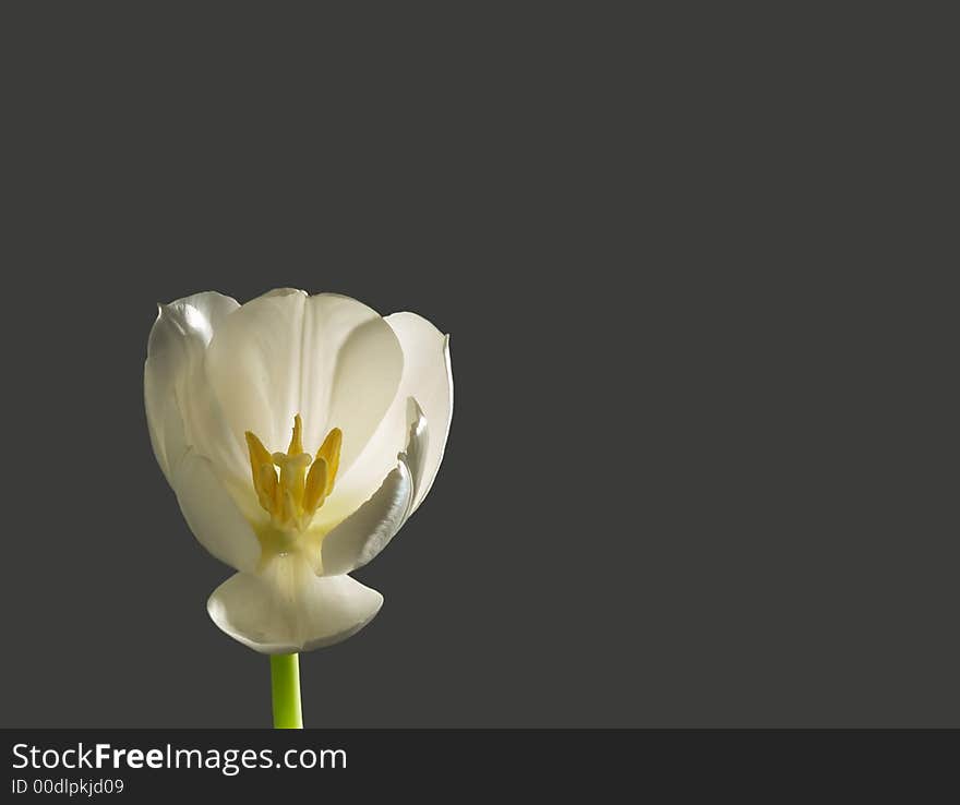 Close up of white luminous tulip on gray background. Close up of white luminous tulip on gray background