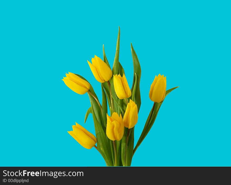 Seven yellow tulips isolated on cyan. Seven yellow tulips isolated on cyan