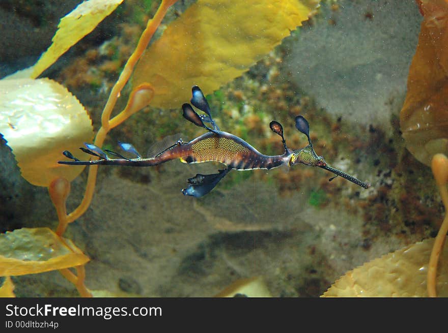 Leafy Sea Dragon