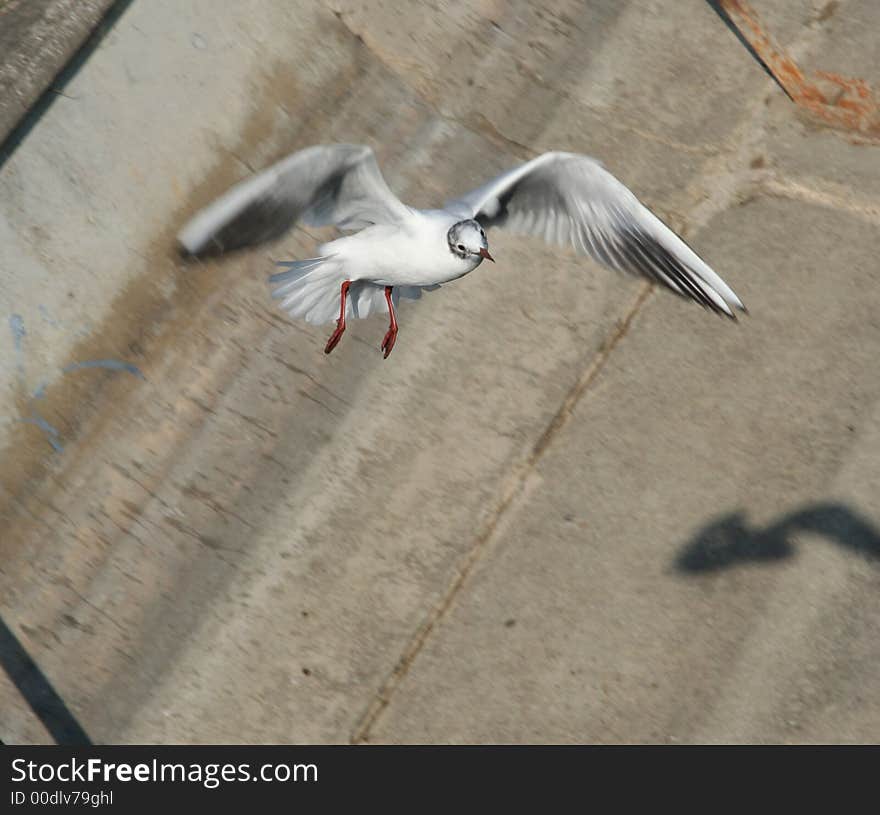 Sea-gull flying over the edge of the river.