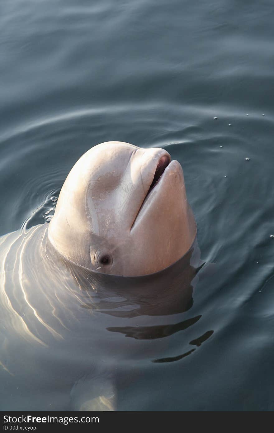 White whale popping head out of the water