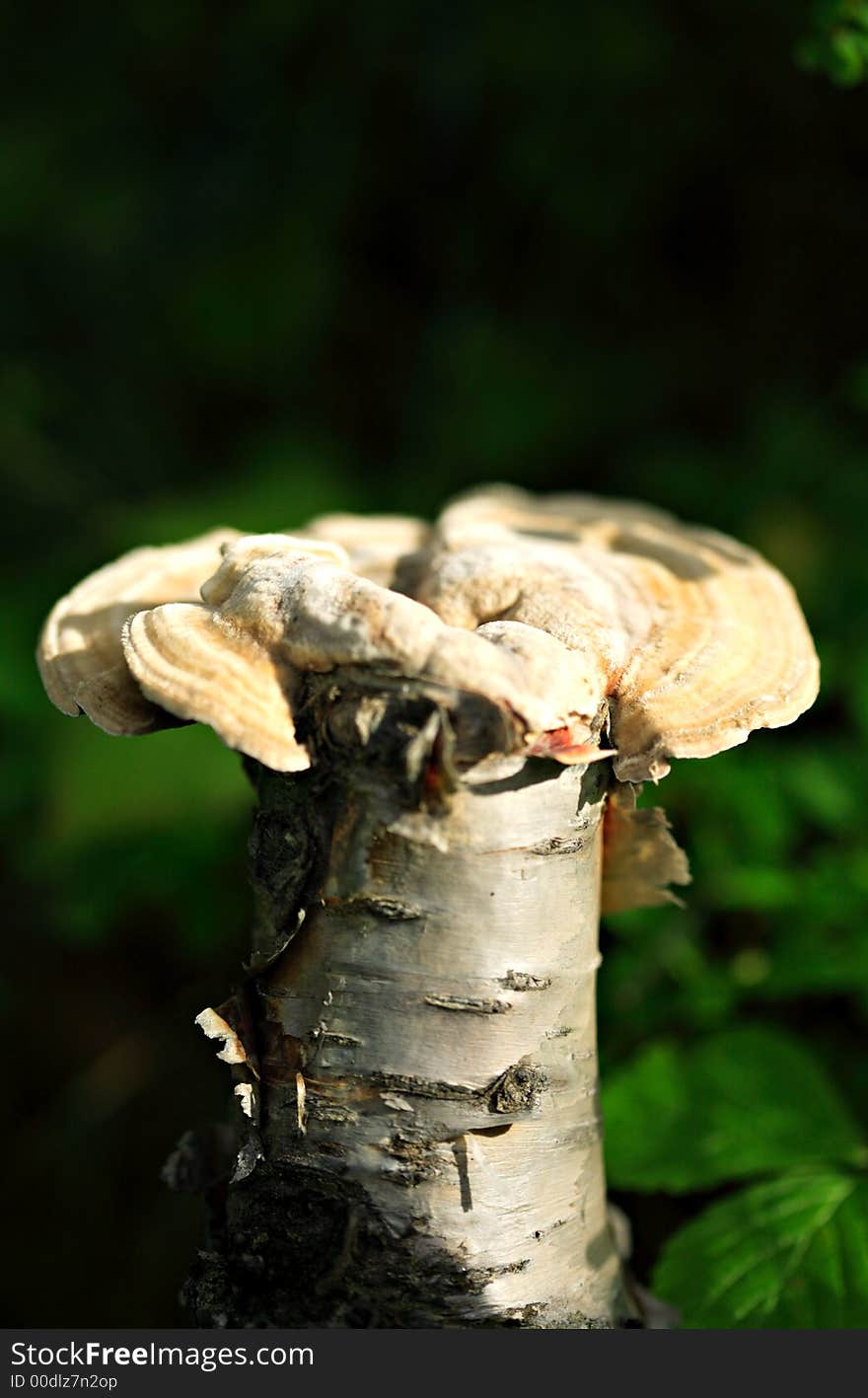 Woodland mushroom