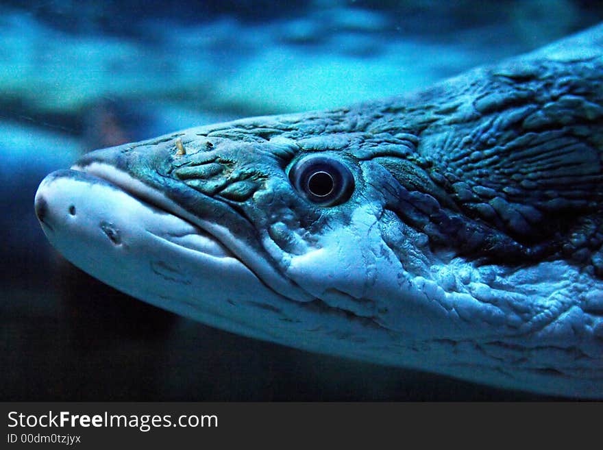 Close-up of predacious fish with hypnotical eye