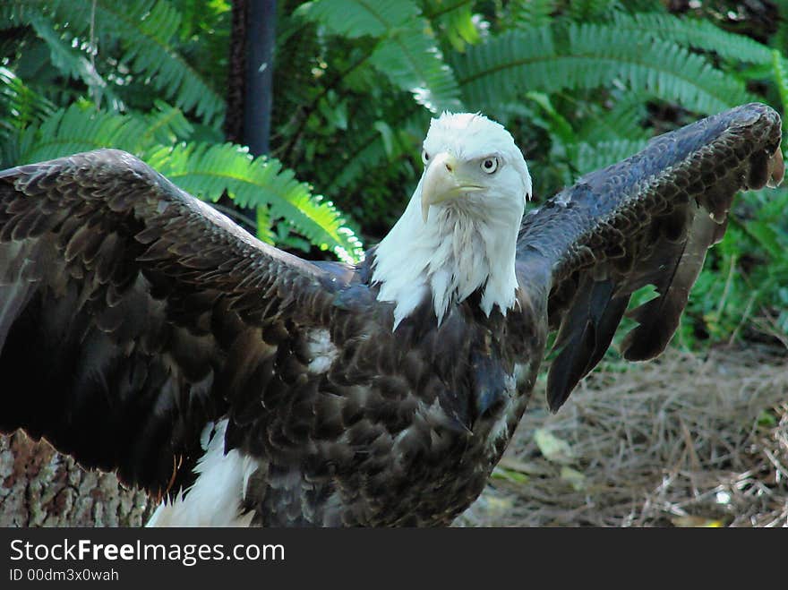 This is a bald eagle with his wings spread. This is a bald eagle with his wings spread.