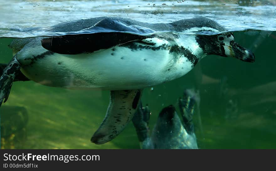 Penguin swimming in zoo waters