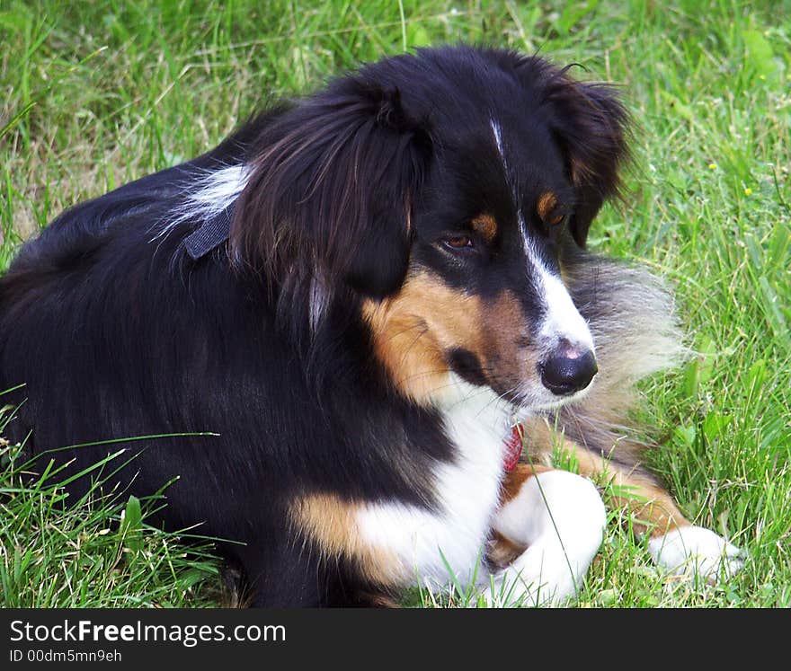 Australian Shepherd