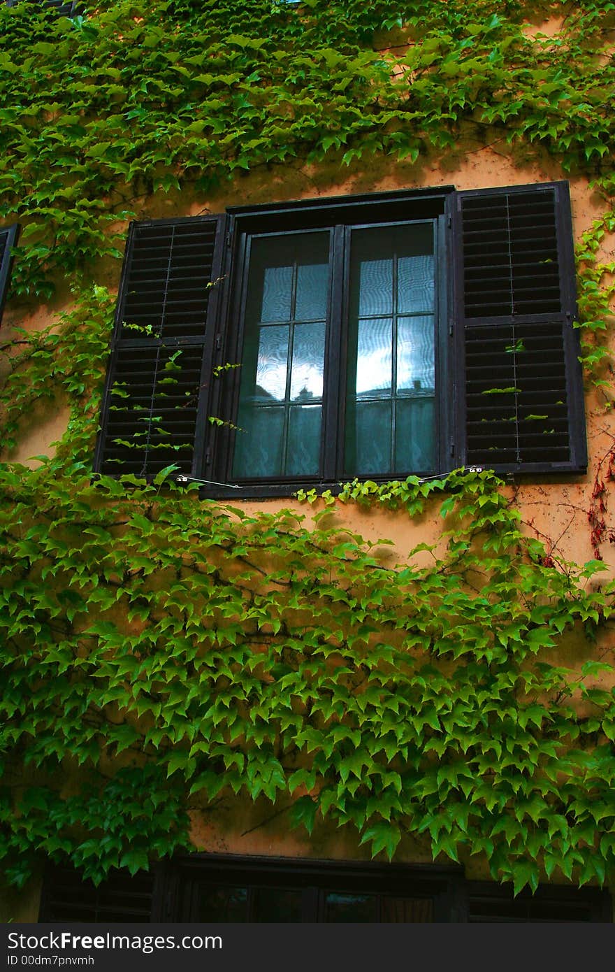 Empty window surrounded by leaves of ivy. Empty window surrounded by leaves of ivy