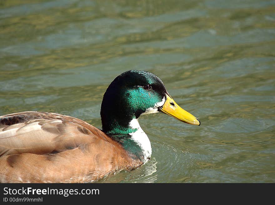 A portrait of a male duck