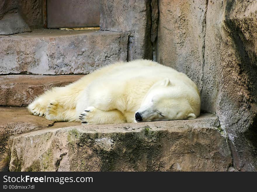 Polar Bear Napping on a rock. Polar Bear Napping on a rock