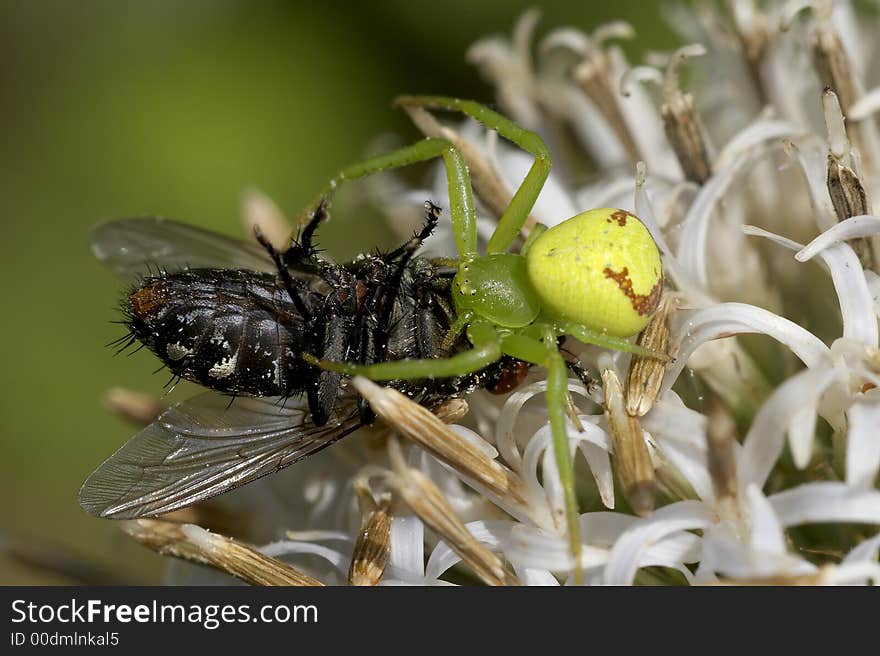 Crab spider catching fly on a flower.