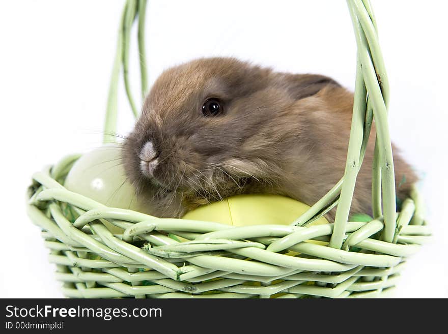 Adorable baby bunny rabbit with Easter eggs in basket. Adorable baby bunny rabbit with Easter eggs in basket