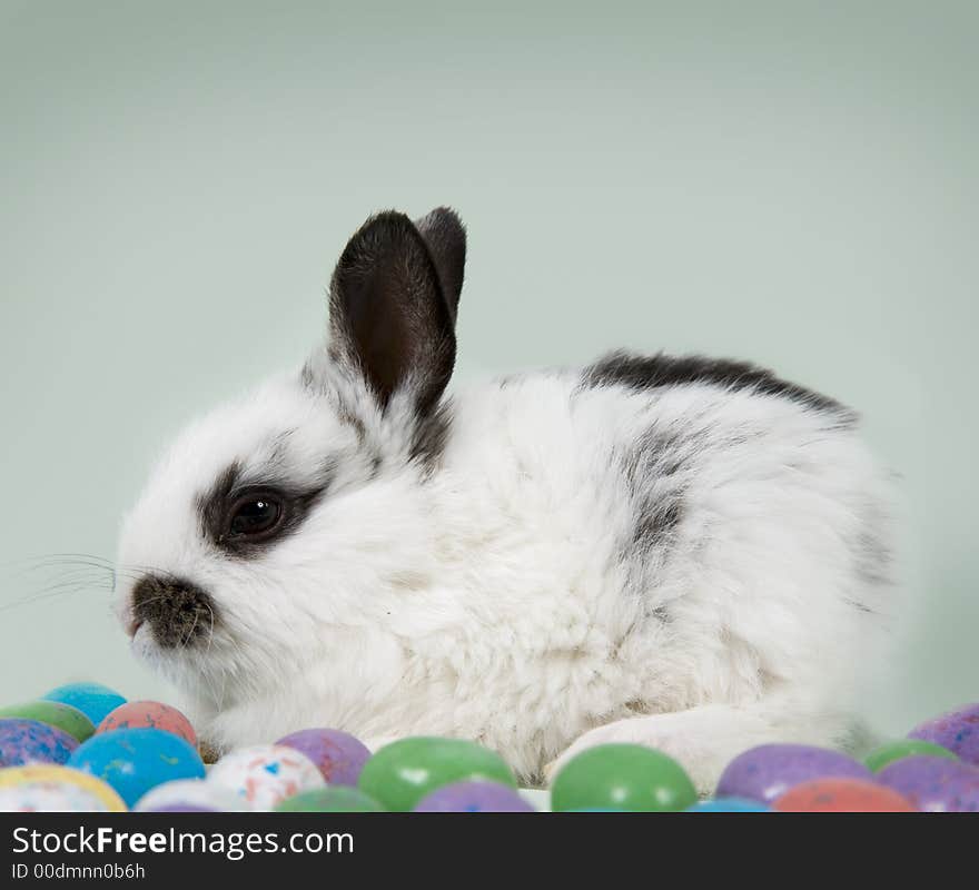Adorable baby bunny rabbit with Easter eggs. Adorable baby bunny rabbit with Easter eggs