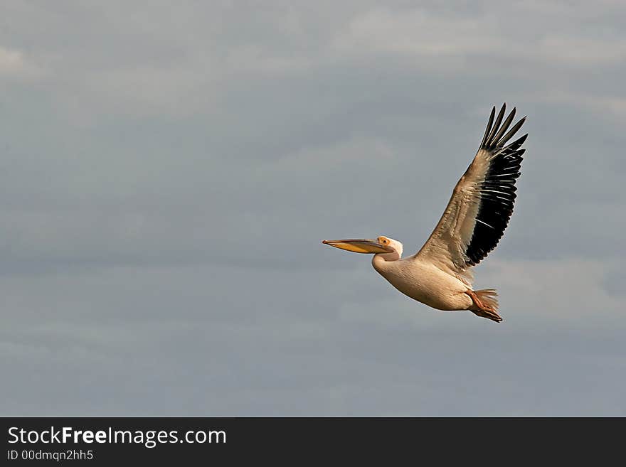 Flying Pelican  in Nakuru lake National park in Kenya.