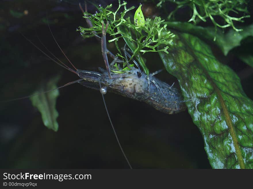 The freshwater shrimp closeup shot in aquarium. The freshwater shrimp closeup shot in aquarium